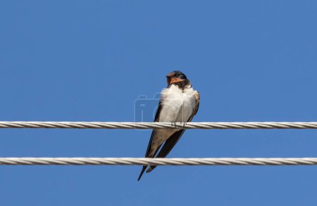 Foto de Traga granero, Hirundo rustica. Un pájaro se sienta en un cable eléctrico contra el cielo azul - Imagen libre de derechos
