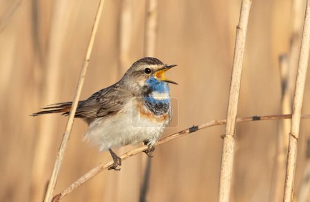 Bluethroat, Luscinia svecica. A male with a white spot on his neck sits in a reed thicket and sings