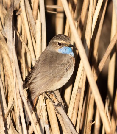 Bluethroat, Luscinia svecica. A young male sits quietly in the reeds on the riverbank and listens to the adult male singing