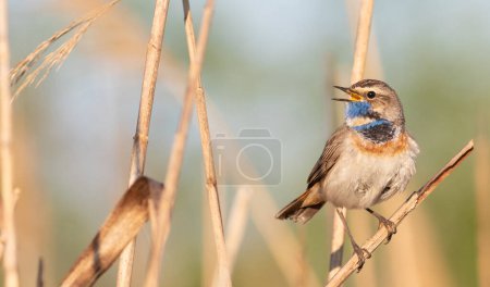 Bluethroat, Luscinia svecica. A male bird sits on a reed stalk and sings