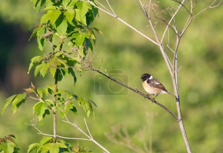 Stonechat europeo, Saxicola rubicola. Un pájaro se sienta en una rama. Filmado en el hábitat
