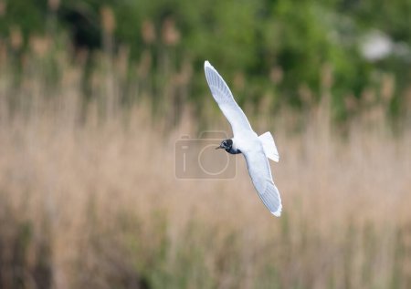Little gull, Hydrocoloeus minutus. A bird flies over the river, looking for prey