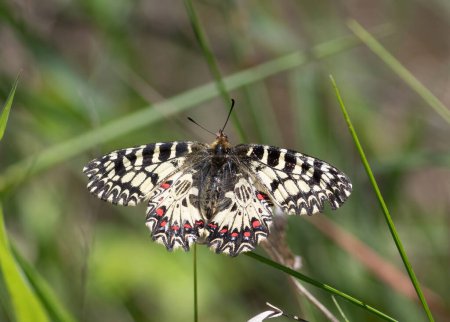 Southern festoon, Zerynthia polyxena. On a spring morning, a butterfly sits on a blade of grass.