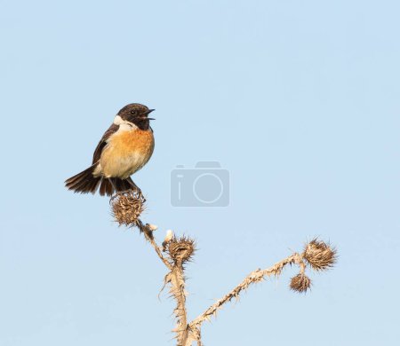 European stonechat, Saxicola rubicola. The male sits on a dry burdock against the sky and sings