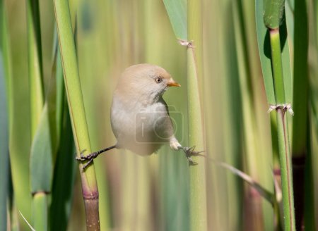 Bearded reedling, Panurus biarmicus. A female bird sits on twine on two reed stalks