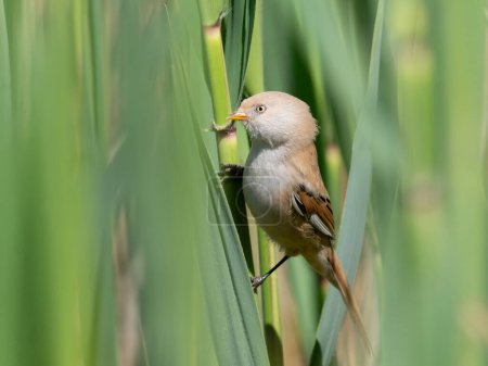 Bearded reedling, Panurus biarmicus. A female bird sits in a reed thicket on the river bank