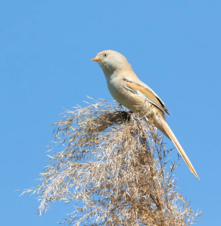 Bearded reedling, Panurus biarmicus. A bird sits on top of a reed in the background of the sky