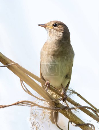 Thrush Nightingale, Luscinia luscinia. The bird sits on a plant stem on a white background, isolated