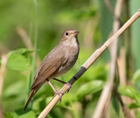 Thrush Nightingale, Luscinia luscinia. A bird sits in the reeds on the riverbank