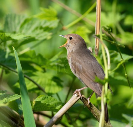 Photo for Thrush Nightingale, Luscinia luscinia. A bird sings sitting on a reed stalk - Royalty Free Image