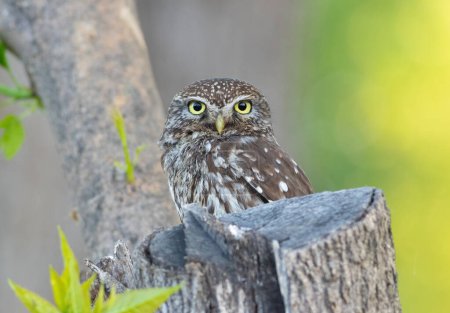 Téléchargez les photos : Petite chouette, Athene noctua. Un oiseau adulte est assis dans un arbre, à côté d'un tronc d'arbre coupé - en image libre de droit
