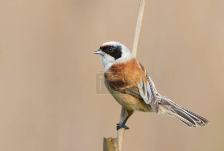 Eurasian penduline tit, remiz pendulinus. The male sits on a reed stalk on a beautiful background
