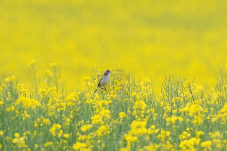 Common whitethroat, Sylvia communis. A bird sits on a yellow field of flowering rapeseed