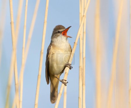 Great reed warbler, Acrocephalus arundinaceus. A bird sits on a reed stalk and sings