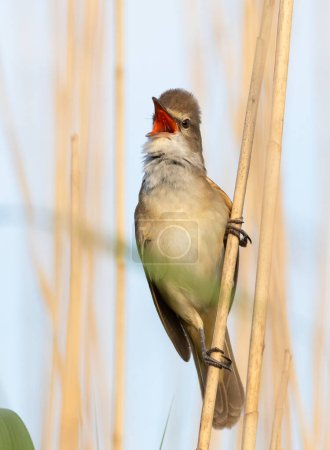 Great reed warbler, Acrocephalus arundinaceus. A bird sits on a reed stalk and sings.