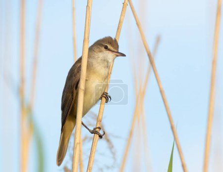 Great reed warbler, Acrocephalus arundinaceus. A bird sits on a reed stalk on a riverbank