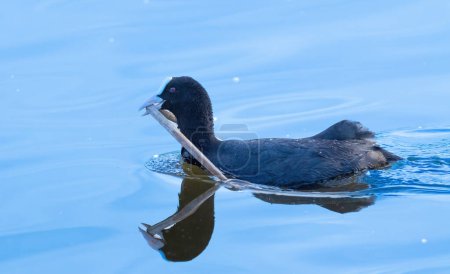 Eurasian coot, Fulica atra. A bird holds a reed stalk in its beak and swims to build a nest