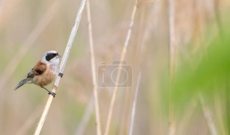 Eurasian penduline tit, remiz pendulinus. A bird sits on a reed stalk on a riverbank