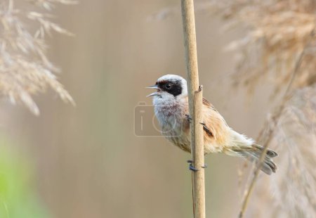 Eurasian penduline tit, remiz pendulinus. A bird sings sitting on a reed on a riverbank