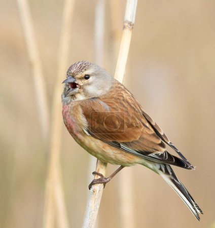 Common linnet, Linaria cannabina. A bird sings sitting on a reed stalk by the river