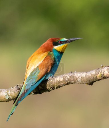 European bee-eater, merops apiaster. A bird sits on a beautiful branch on a blurry background