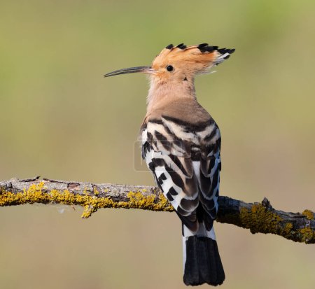 Eurasian hoopoe, Upupa epops. Close-up of a bird on a beautiful pastel background