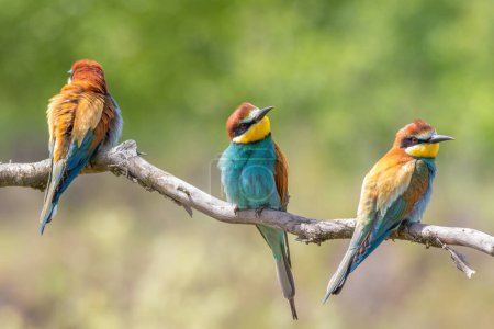 European bee-eater, merops apiaster. Three birds sitting on a branch on a beautiful flat background