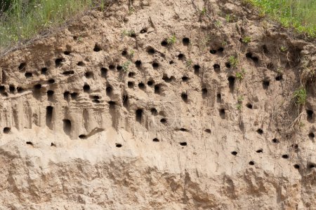 Sand martin, Riparia riparia. A colony of birds in the steep slopes of a sand pit