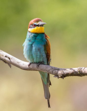 European bee-eater, merops apiaster. A bird sitting on a branch on a beautiful flat background