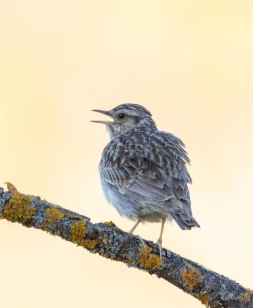 Woodlark, Lullula arborea. Early in the morning, a bird sits on a beautiful branch and sings