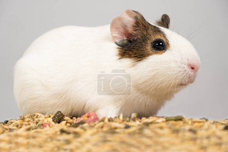 Un pequeño conejillo de indias se sienta cerca de la alimentación sobre un fondo blanco