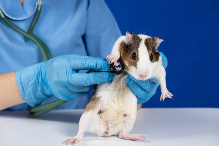 Le vétérinaire examine le c?ur et les poumons d'un cobaye avec un stéthoscope. Médecine vétérinaire pour animaux de compagnie.