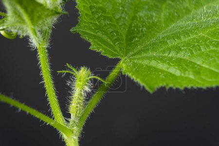 Photo for Growing cucumbers from seeds. Step 8 - The first little cucumber. - Royalty Free Image