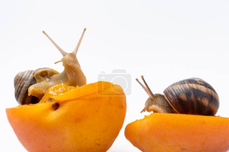 Photo for Two large grape garden snails Helix pomatia sit on apricots and eat - Royalty Free Image