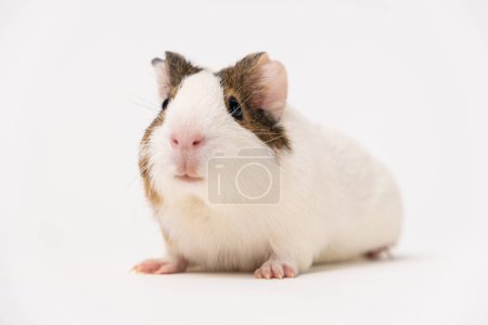 Photo for A small guinea pig aged 2 months sits on a white background. - Royalty Free Image