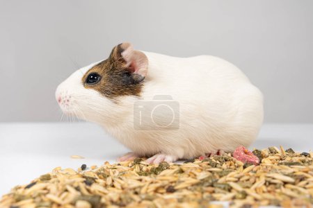A small guinea pig sits near the feed on a white background