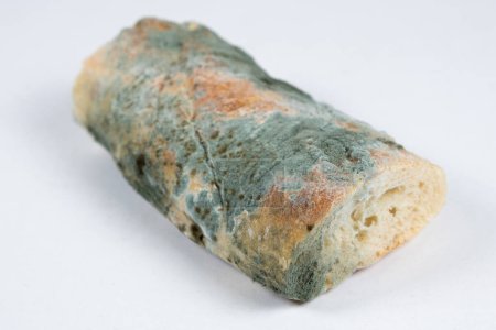 Mold on bread on a white background close-up. The danger of mold, stale products