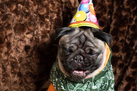 Photo for A funny pug laughs, celebrating a birthday, a festive cap on his head, place for text - Royalty Free Image