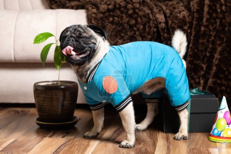 Photo for A handsome little one-year-old pug in a blue suit is celebrating a birthday - Royalty Free Image