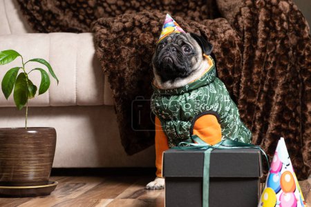 Photo for A little pug in a festive cap and costume sits near the gift, the pet celebrates its birthday - Royalty Free Image