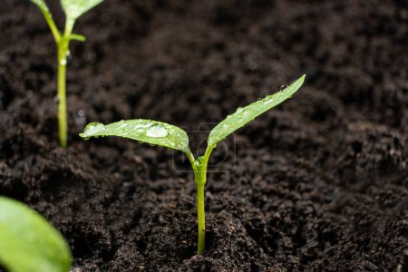 Photo for Growing peppers from seeds. Step 5 - the sprout has grown - Royalty Free Image