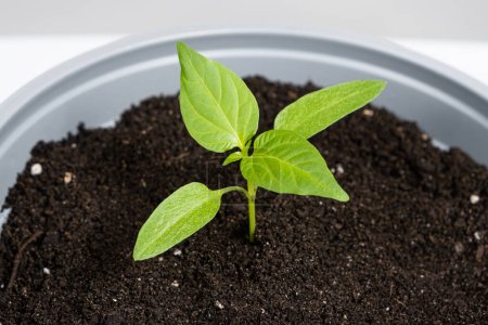 Photo for Growing peppers from seeds. Step 7 - the plant grows in a pot - Royalty Free Image