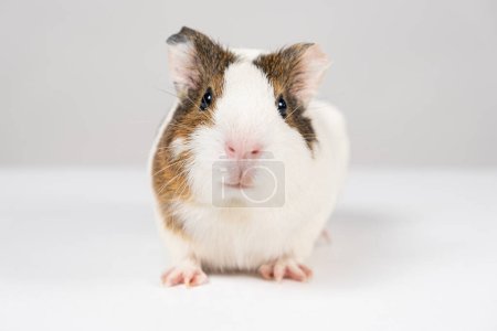 A small guinea pig aged 2 months sits on a white background.
