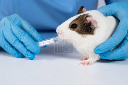 The veterinarian gives the medicine from the syringe to a small guinea pig