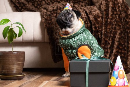 Photo for A funny pug in a festive cap and costume sits near the gift, the pet celebrates its birthday - Royalty Free Image