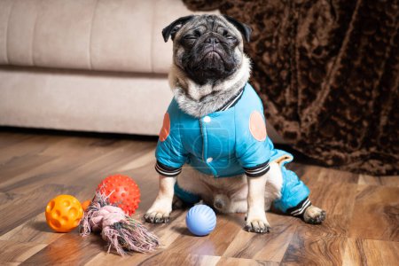 Foto de A little funny pug sits near his toys, he frowned and dreamed. Toys and clothes for dogs - Imagen libre de derechos