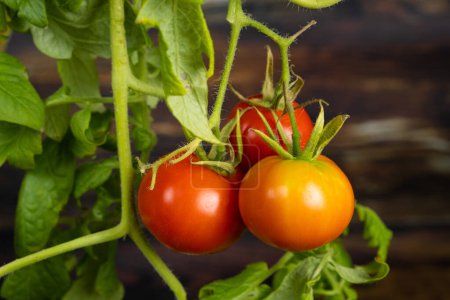 Ripe cherry tomatoes on a branch on a wooden background. Growing tomatoes at home.