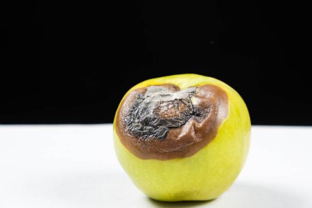 Photo for A rotten green apple on a black and white background. Rot on fruit, spoiled fruit. - Royalty Free Image