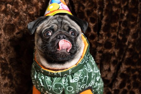 Photo for A funny pug laughs sticking out his tongue, celebrating a birthday, a festive cap on his head - Royalty Free Image