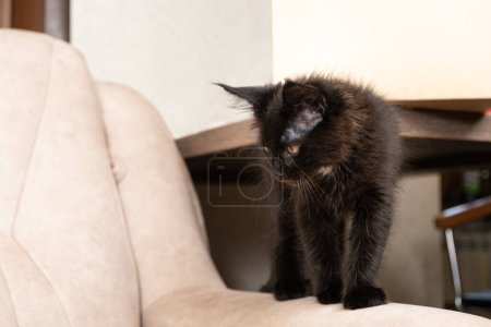 Photo for A black Maine coon kitten climbs a beige couch. Pet, love for cats, care for purebred pets. - Royalty Free Image